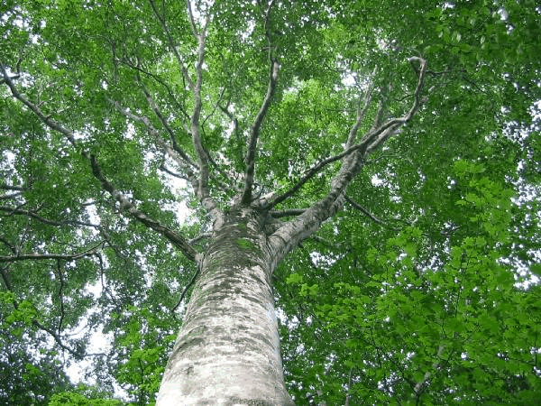 ECO�C���[�W